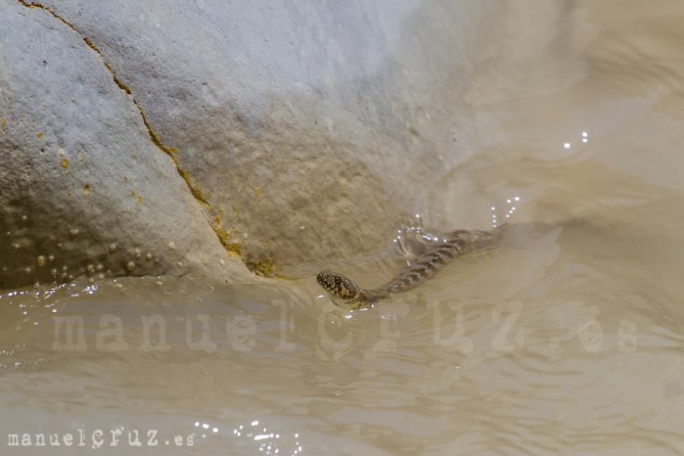 Culebra viperina (Natrix maura)